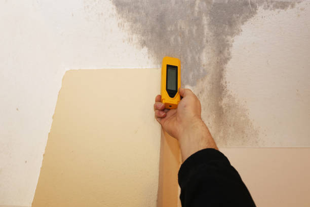 Best Environmental Consulting for Mold Prevention  in Center Point, AL