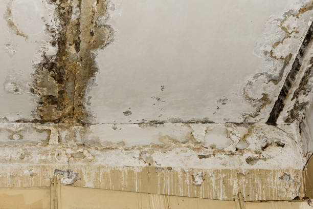Mold Removal for HVAC Installations in Center Point, AL