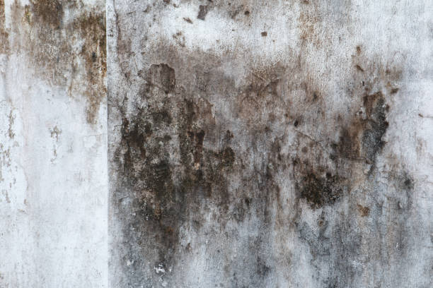 Center Point, AL Mold Removal Company