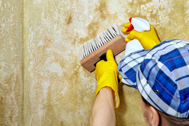 Best Real Estate Mold Inspection  in Center Point, AL