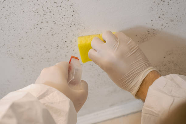 Best Asbestos and Lead Testing During Mold Inspection  in Center Point, AL