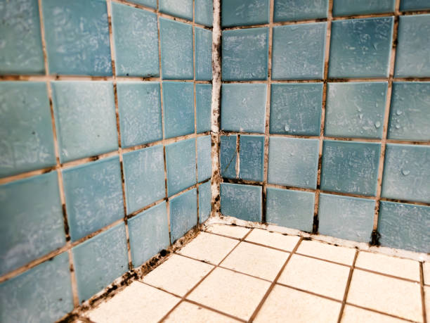 Best Water Damage & Mold Remediation  in Center Point, AL